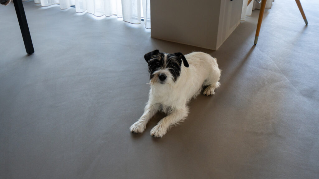 Dog lying on a smooth floor